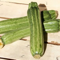 ZUCCHINO LUNGO ROMANESCO