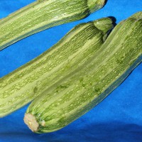 ZUCCHINO LUNGO ROMANESCO