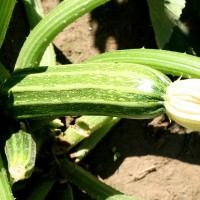 ZUCCHINO LUNGO COSTOLUTO F1