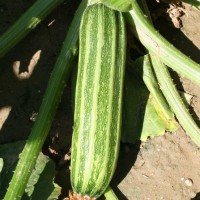 ZUCCHINO LUNGO COSTOLUTO F1