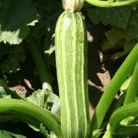 ZUCCHINO LUNGO COSTOLUTO F1