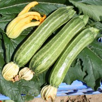 ZUCCHINO LUNGO COSTOLUTO F1