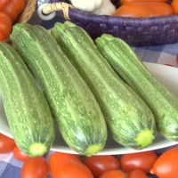 ZUCCHINO FIESOLE F1