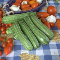 ZUCCHINO FIESOLE F1