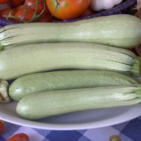 ZUCCHINO LUNGO CHIARO F1