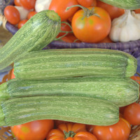 ZUCCHINO LUNGO FIORENTINO F1