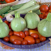 ZUCCHINO TONDO GEODE F1