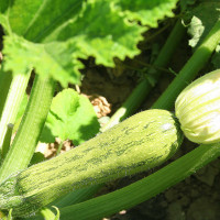 ZUCCHINO EUREKA F1