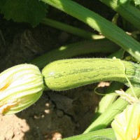 ZUCCHINO EUREKA F1