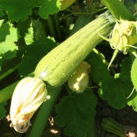 ZUCCHINO GREYZINI F1