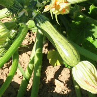 ZUCCHINO GREYZINI F1