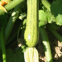 ZUCCHINO STRIATO F1