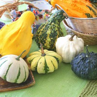 ZUCCA ORNAMENTALE MIX