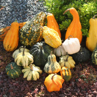 ZUCCA ORNAMENTALE MIX