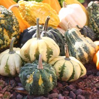 ZUCCA ORNAMENTALE MIX