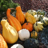 ZUCCA ORNAMENTALE MIX