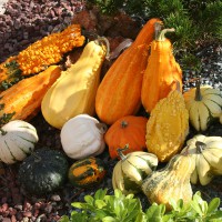 ZUCCA ORNAMENTALE MIX