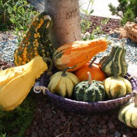 ZUCCA ORNAMENTALE MIX