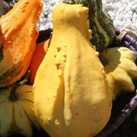 ZUCCA ORNAMENTALE MIX