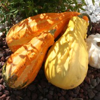 ZUCCA ORNAMENTALE MIX