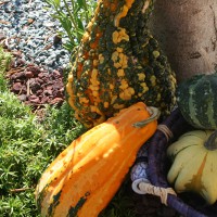 ZUCCA ORNAMENTALE MIX