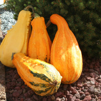 ZUCCA ORNAMENTALE MIX