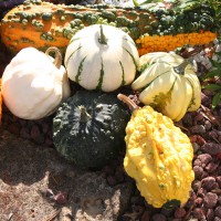 ZUCCA ORNAMENTALE MIX