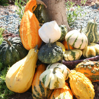 ZUCCA ORNAMENTALE MIX