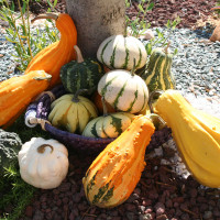 ZUCCA ORNAMENTALE MIX