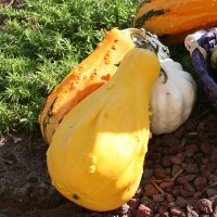 ZUCCA ORNAMENTALE MIX