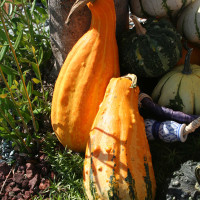 ZUCCA ORNAMENTALE MIX