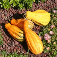 ZUCCA ORNAMENTALE MIX