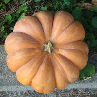 ZUCCA MOSCATA DI PROVENZA