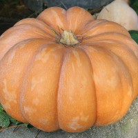 ZUCCA MOSCATA DI PROVENZA