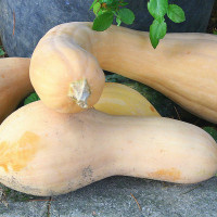 ZUCCA TROMBETTA D'ALBENGA