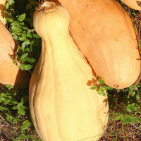 ZUCCA BOTTIGLIA