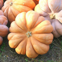 ZUCCA MOSCATA DI PROVENZA