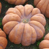 ZUCCA MOSCATA DI PROVENZA