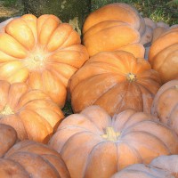 ZUCCA MOSCATA DI PROVENZA