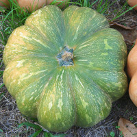 ZUCCA MOSCATA DI PROVENZA