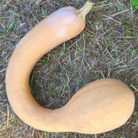 ZUCCA TROMBETTA D'ALBENGA