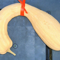 ZUCCA TROMBETTA D'ALBENGA