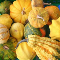 ZUCCA ORNAMENTALE MIX