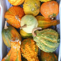 ZUCCA ORNAMENTALE MIX