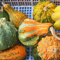 ZUCCA ORNAMENTALE MIX