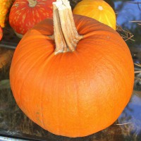 ZUCCA HALLOWEEN