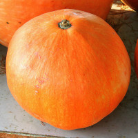 ZUCCA QUINTALE