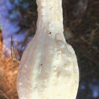 ZUCCA FRIULANA RUGOSA