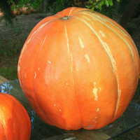 ZUCCA GIGANTE