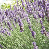 LAVANDA VERA